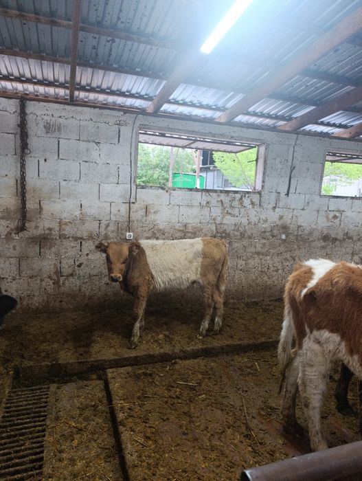 Продаётся бычок.