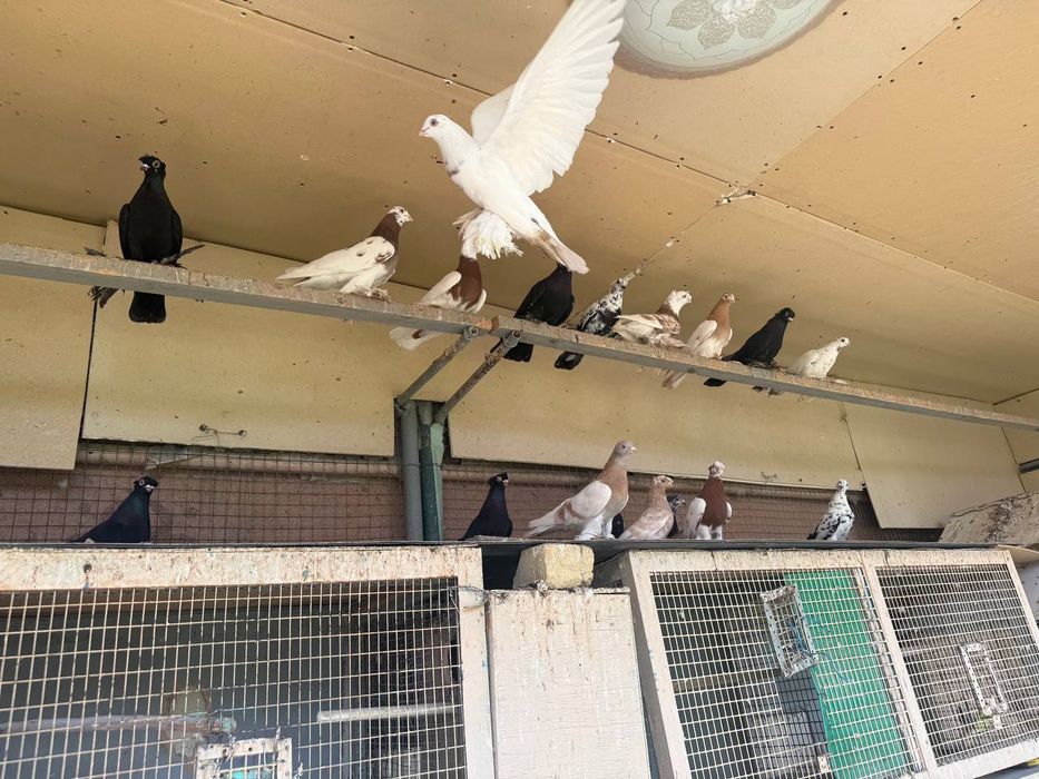 Каптарла сотилади кабутар, kaptar, голубь