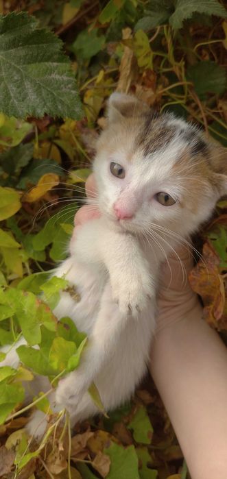 Отдам в добрые руки котят