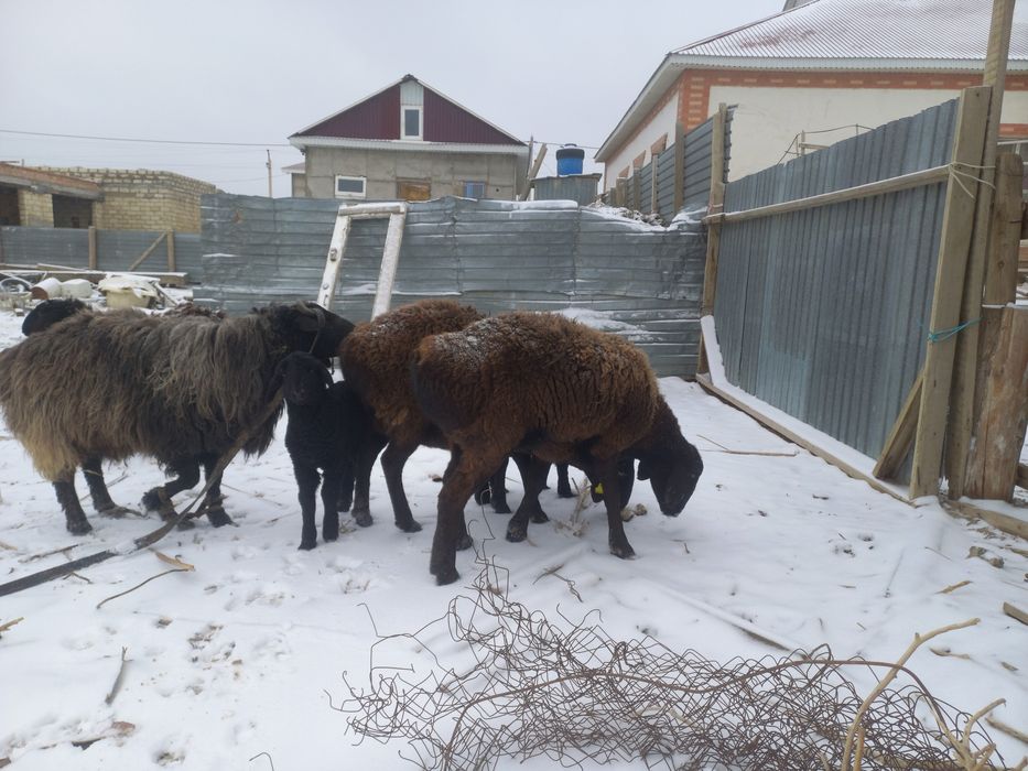 Қошқар сатылада багасы 140мын