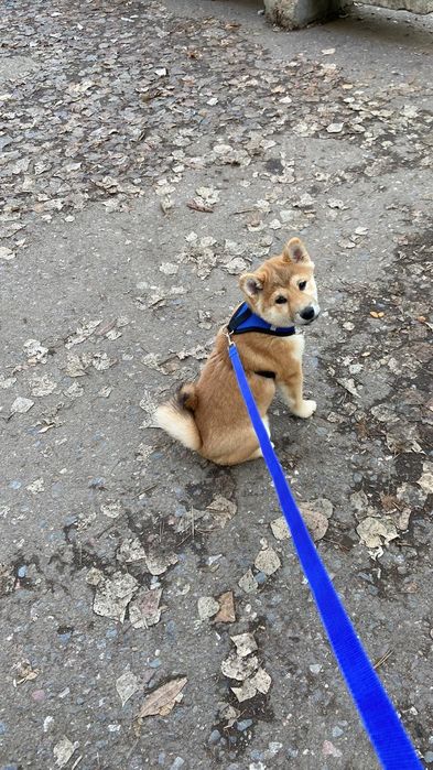 Продам щенка сиба-ину