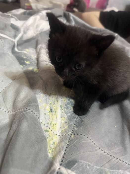 Одтам котят в добрые руки