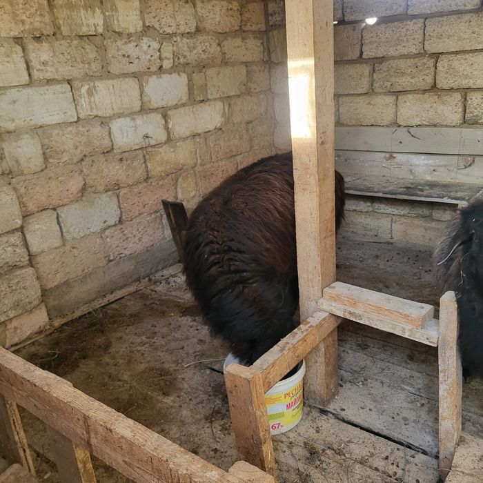 Семіз қой сатылады