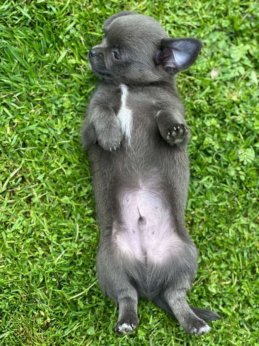 Топ Синьо Мини Чихуахуа Момче