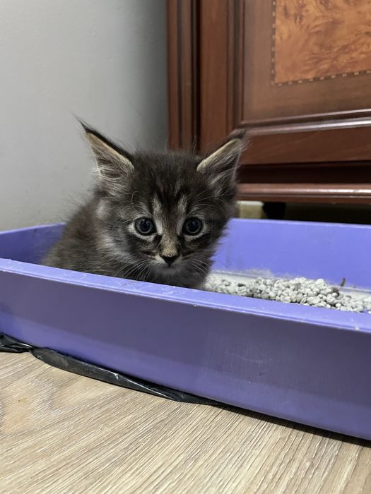 Котенки бесплатно