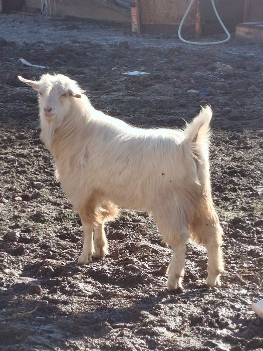 Теке семіз сатылады