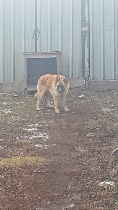 Отдадим щенков в хорошие руки
