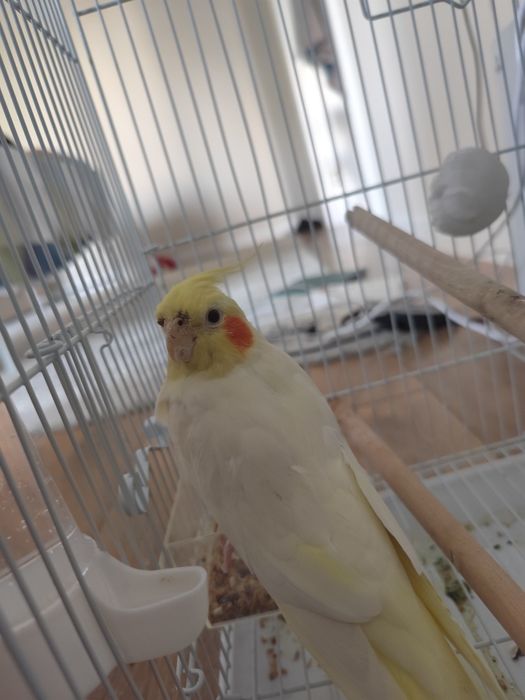 Продам папогая корелла