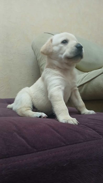 Продаются щенки Лабрадоры