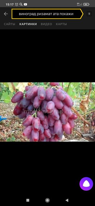 Rezamat ata kuchatlari sotuvda