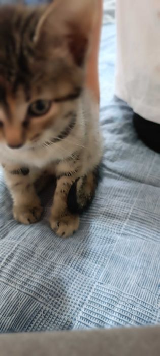 Отдам котят добрым людям