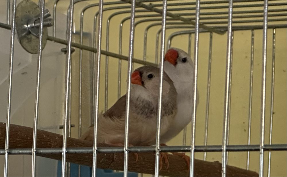 Зеброви амадини