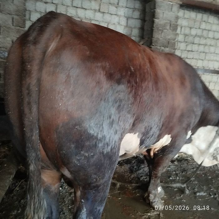 Buqa uyda boqilgan 600 kg, 700kg