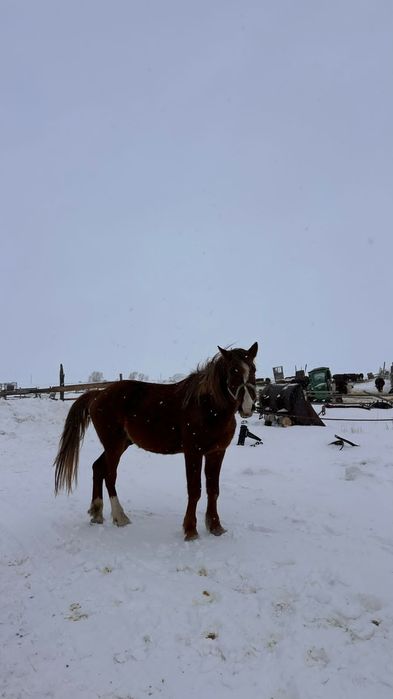 7-ми годовалый Жеребец