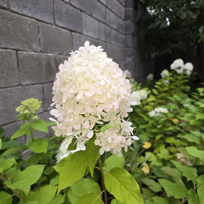 Гортензии метельчатые, древовидные