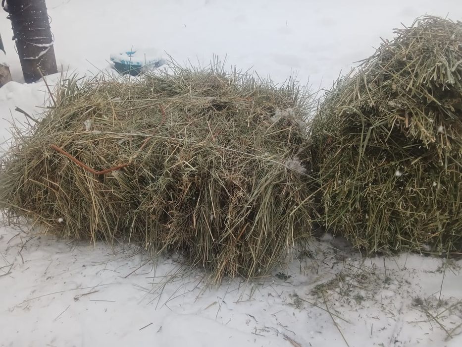 Жонышка кырдын шобы