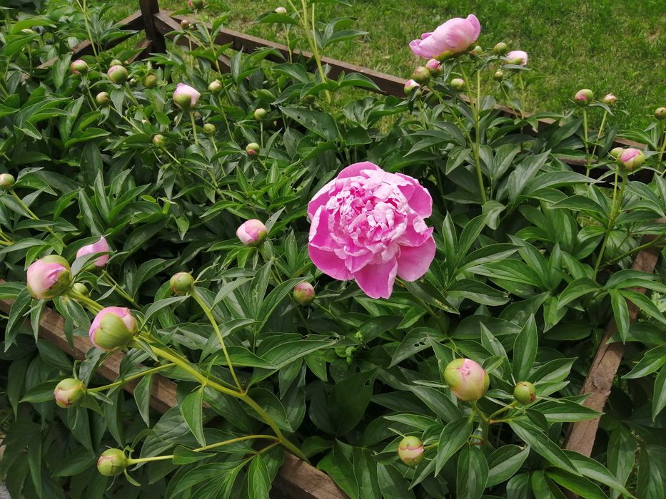 Продава се Къща в с. Кирилово, Област Стара Загора - 180 кв.м за 1100 €/кв.м - Снимка #4