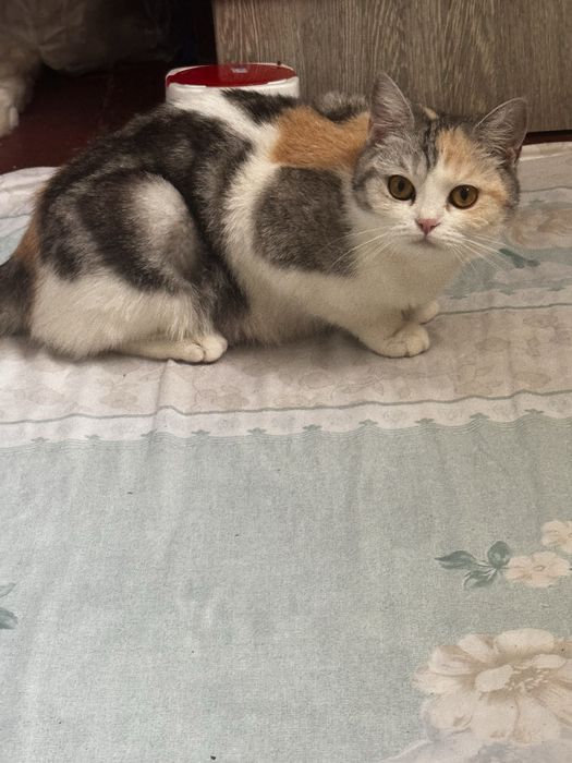 Киз бола мушук сотилади