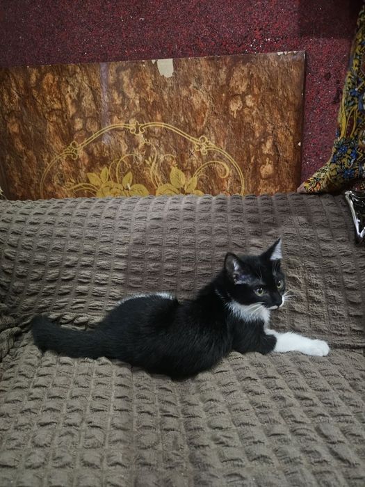 Отдам в хорошие руки котёнка, прирученный к лотку.