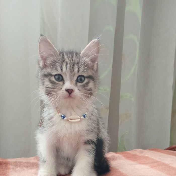 Котенок пушок милый пушистый