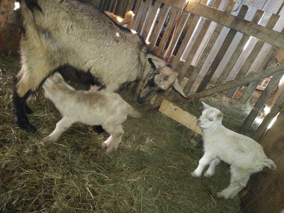 Capră la a doua fătare cu o iadă si un țăpic
