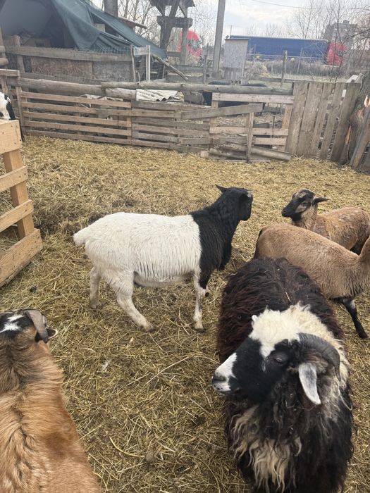 Vand sau schimb doi berbeci si o oaie Dorper