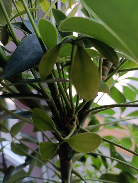 Шефлера цветок .