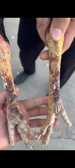 Мартский шөже сатылады