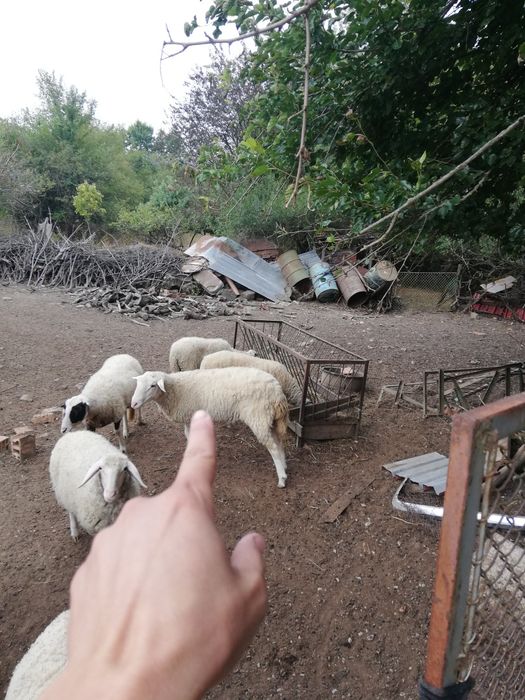 Продавам  овен на 3 години