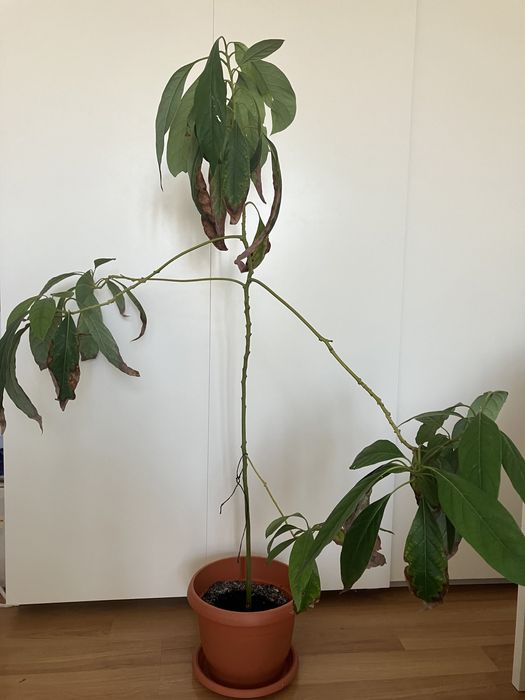 Plante Avocado in ghiveci