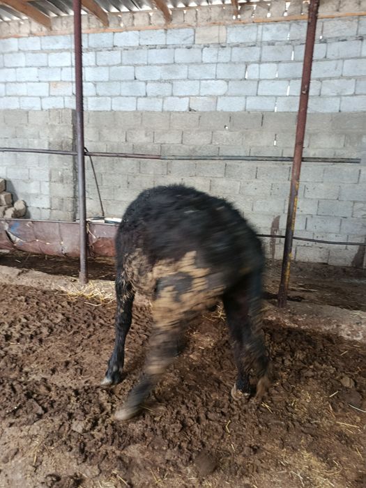 Буқа сатылады аа