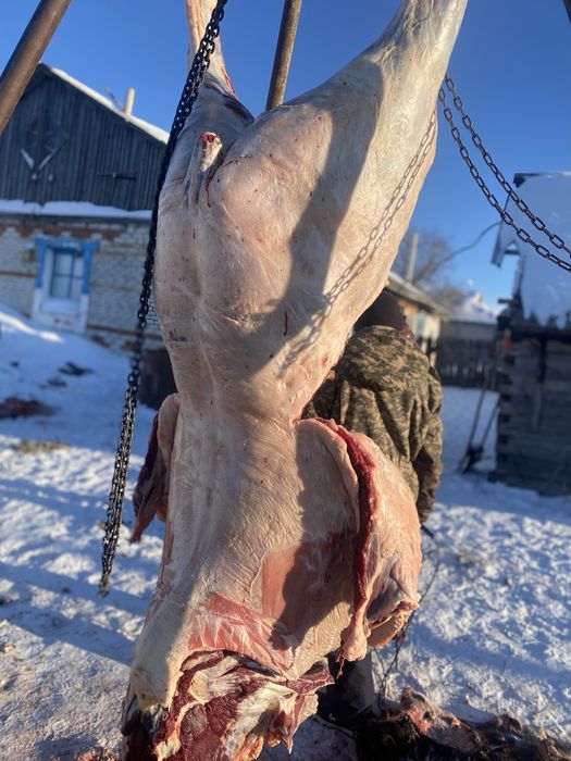 Мясо конины аяктап