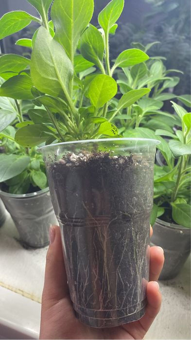 Домашняя рассада