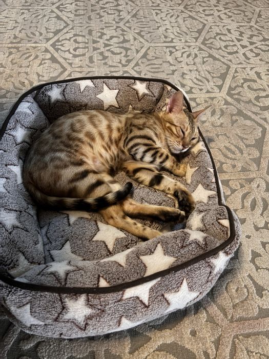 Продам бенгальскую кошку!