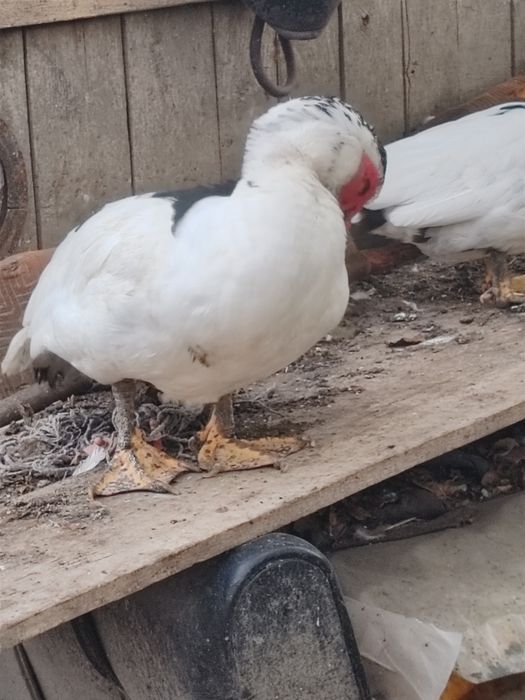 Vând 3 rățoi crescuți bio