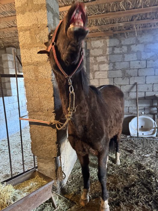 Ат айғыр жылқы жеребец айгир жылкы аиныр үйірге айғыр Айғыр