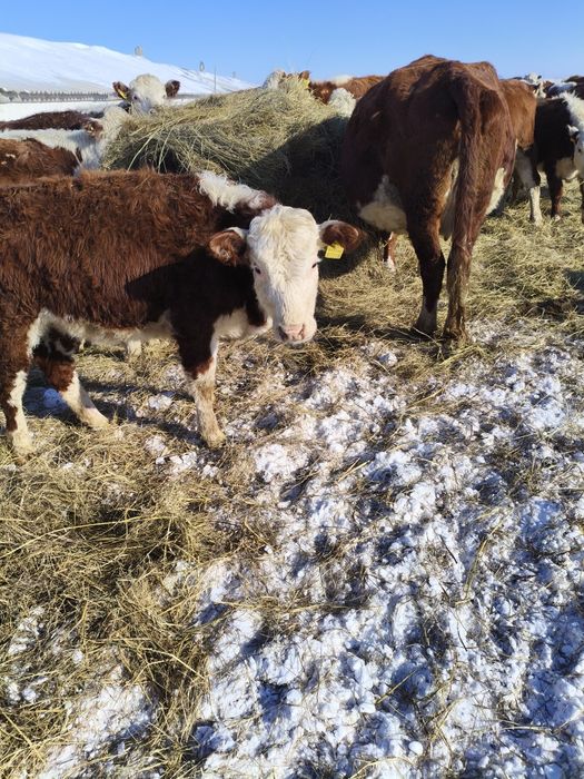 Телки герефорд 25 года