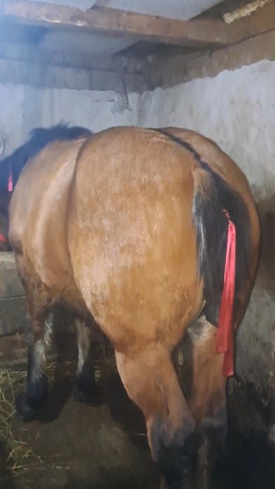 Vând mânz de 1 An foarte cuminte și cu forme bune !