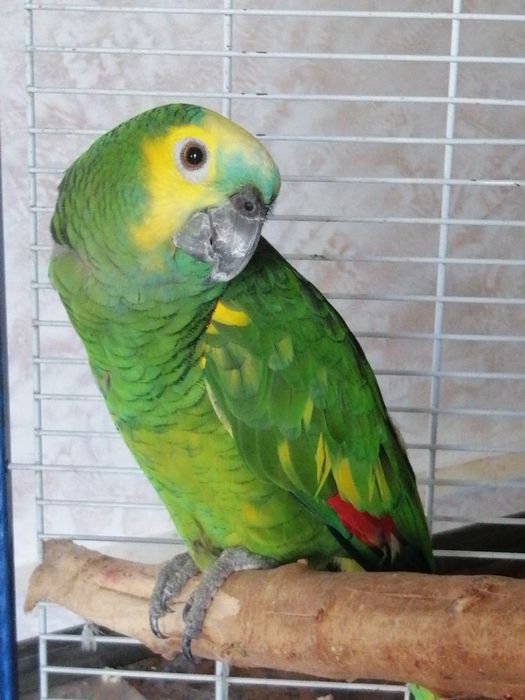 Экзотический Папугай Амазонка