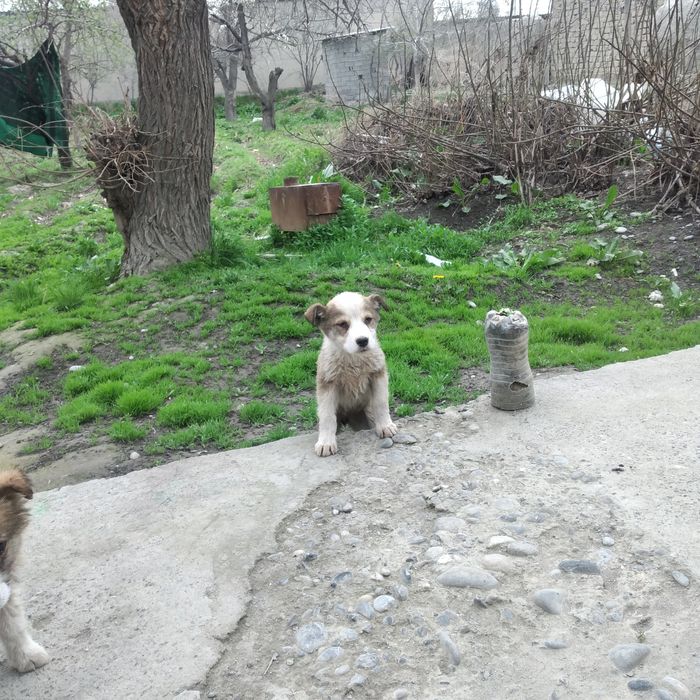 Yoqimtoy Tartibli It bolalari 3ta