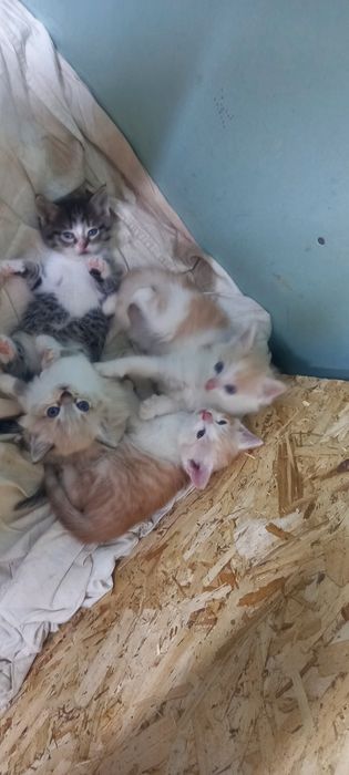 Отдам котят,в очень хорошие руки