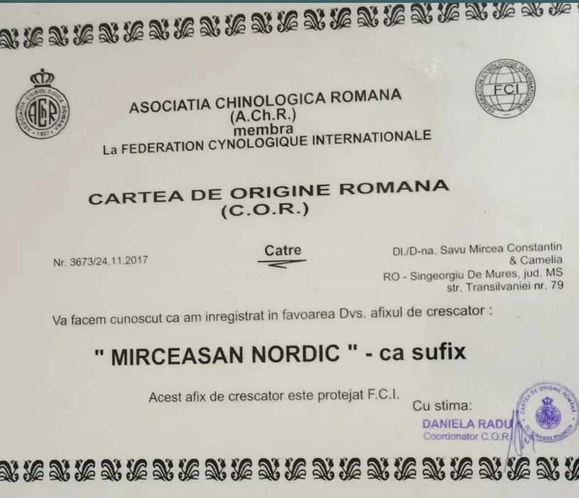 Pui Akita inu, părinți multipli campioni