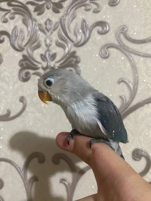 Ruchnoy popugay nerazluchka sotiladi