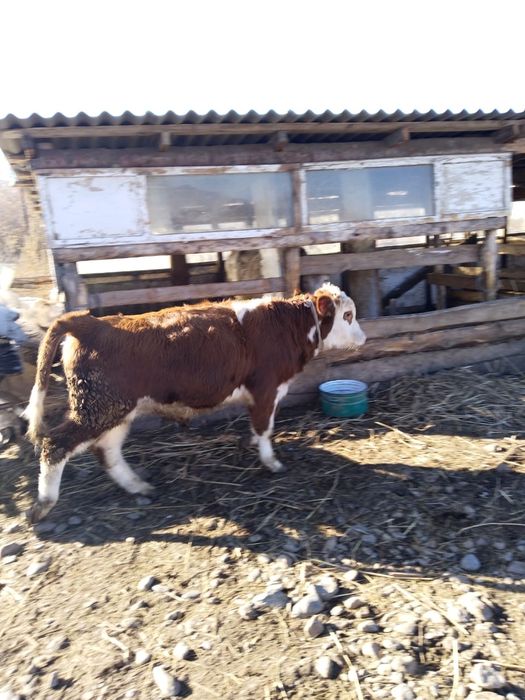 Продам бычков подсосных