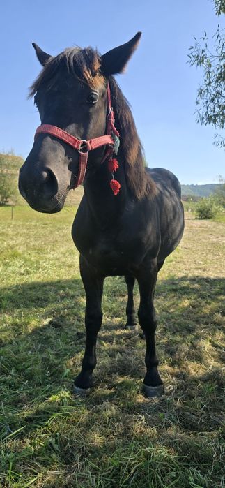 Mânz necastrat de vânzare