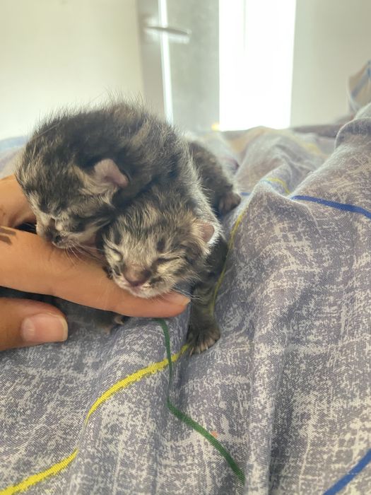 Кошка маленькая.