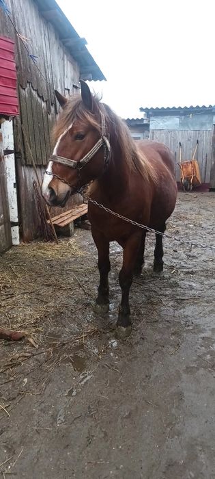 Vând iapa gestantă