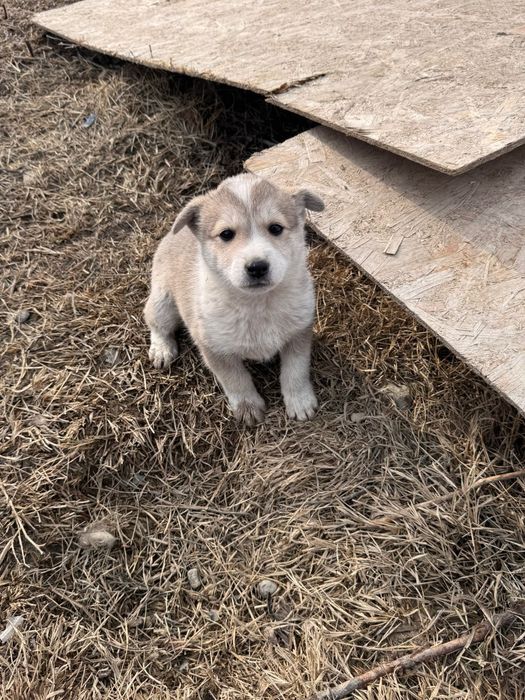отдам щенка в надёжные руки