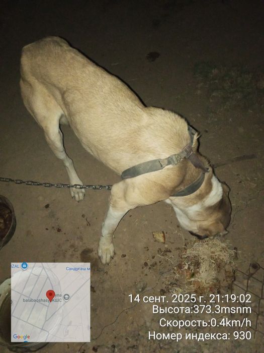Пропала собака алабай