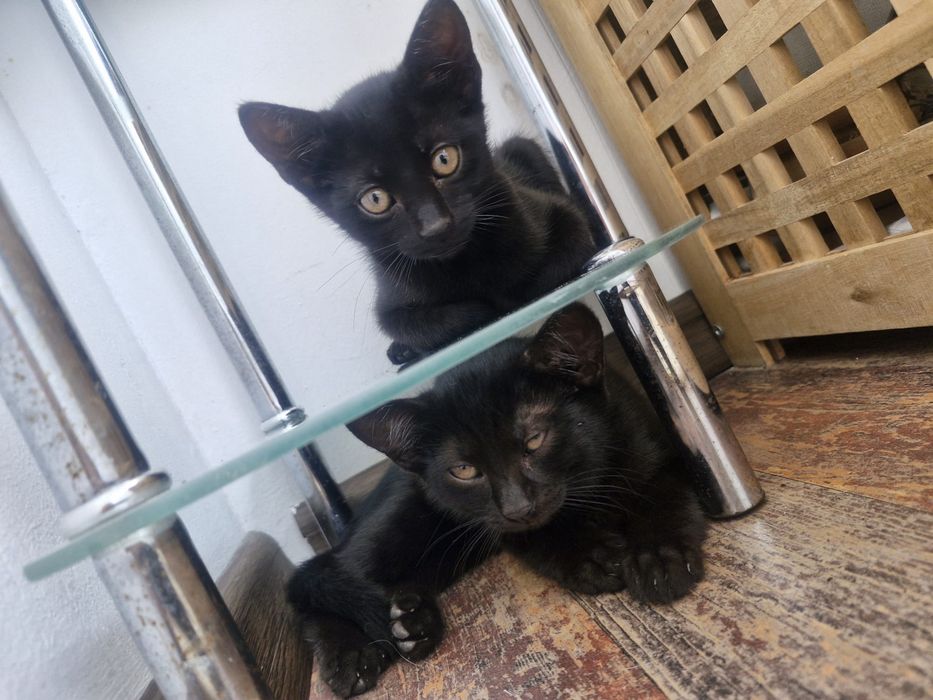 Donatie pui pisica si mama lor